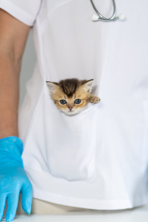 Tiny kitten peeks from pocket of veterinarians white coat during a check-up at animal clinicの写真素材