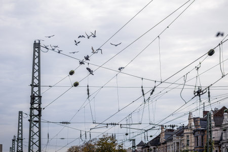 Birds flying above electrical wires in a cityscape under a cloudy sky at duskの写真素材