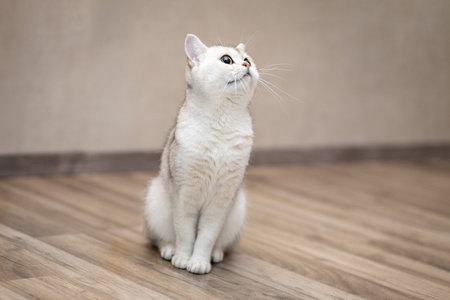 Playful white cat with gray accents sitting on wooden floor indoors, captivating gaze towards the ceiling in a cozy room settingの写真素材