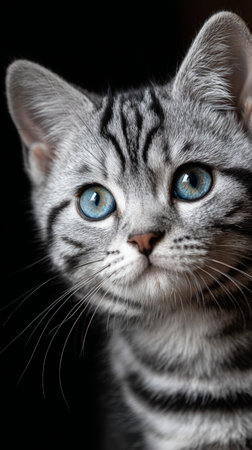Cute American Shorthair kitten with striking blue eyes sitting in soft lighting, showcasing its playful and curious natureの素材