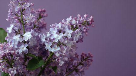 Lilac flowers in soft purple hues arranged beautifully against a matching backgroundの素材
