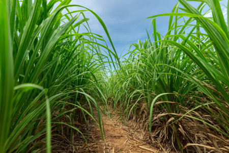 Lush green sugarcane field with a clear pathway under an expansive sky during middayの素材