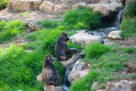 two monkeys look at a stream