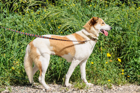 Portrait of brown and white dog with leash looking awayの写真素材