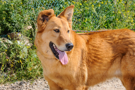 Portrait of ginger dog  with leash looking away