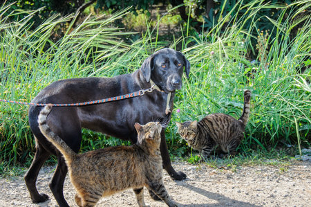 Friends - dog and two cats together, outdoor