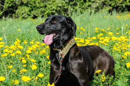 Black dog in a meadow of flowersの写真素材