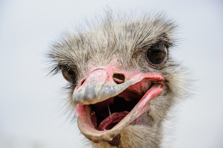 Ostrich head with open mouth closeupの写真素材