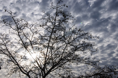 Silhouette of branches of a tree in the midst of a cloudy skyの写真素材