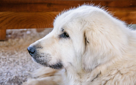 portrait of a beautiful white purebred shepherd dog