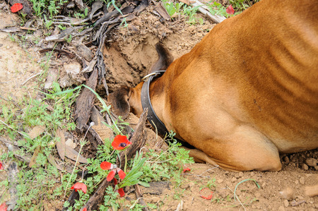 Digging dog,  thrust the head into a holeの写真素材