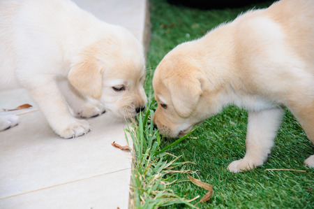 Labrador retriever puppies, outdoorの写真素材