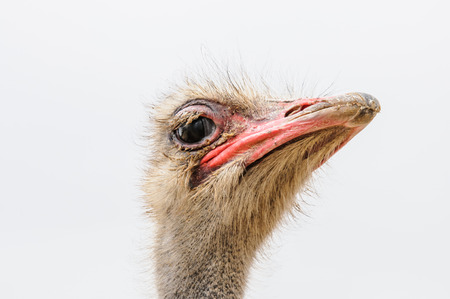 Ostrich head with open mouth closeupの写真素材