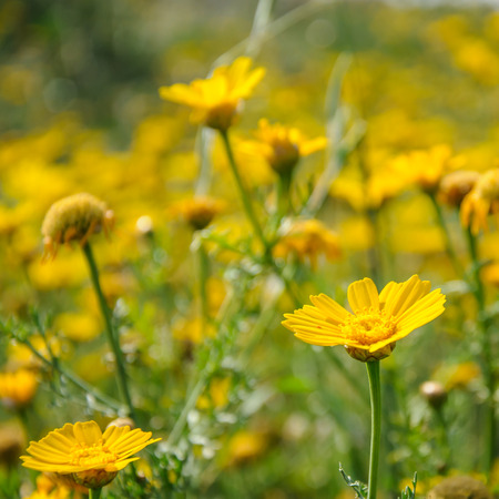 Yellow flowers in spring blooming meadow, sunlightの写真素材