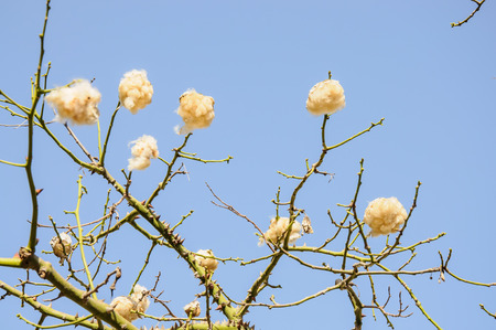 Floss-silk tree with cotton-balls against blue skyの写真素材
