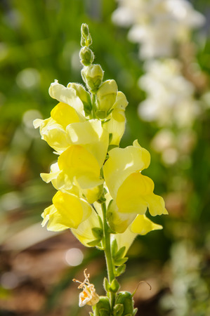 Yellow snapdragon flower Antirrhinum majus in spring bloomingの写真素材