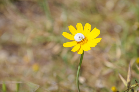 Three white snails on yellow flower, sunny spring dayの写真素材