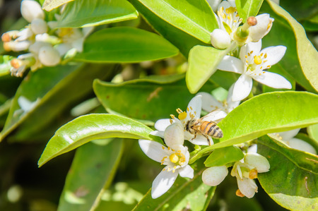 bee collecting pollen from an orange tree flower, spring timeの写真素材