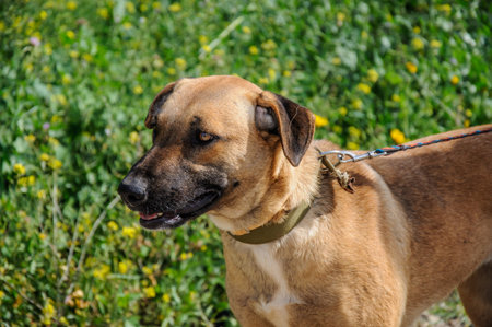 Portrait of brown and dog with leash looking away