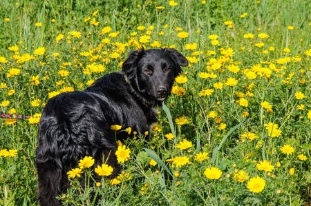 Black dog in a meadow of yellow flowersの写真素材