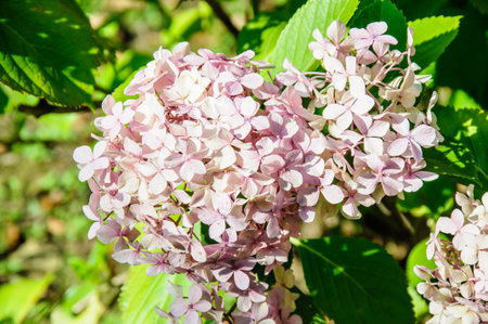 A macro shot of a pink hydrangea bloom