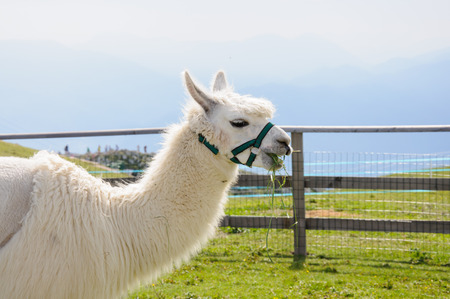 White alpaca eating grassの写真素材