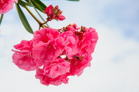 Pink flower background close up. Romantic and love patternの写真素材
