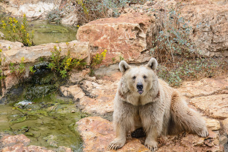 Brown bear sitting on the rock near pool, rainy day