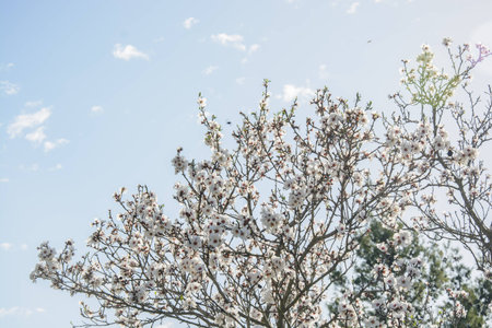 Natural abstract background of Blooming tree at spring, fresh white flowers on the branch of fruit tree, plant blossomの写真素材