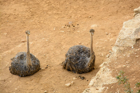 Two ostrichs laying relaxing on the ground in an open zooの写真素材