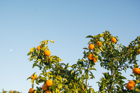 Tangerine Tree. Ripe and fresh tangerines with leaves on tree against blue skyの写真素材