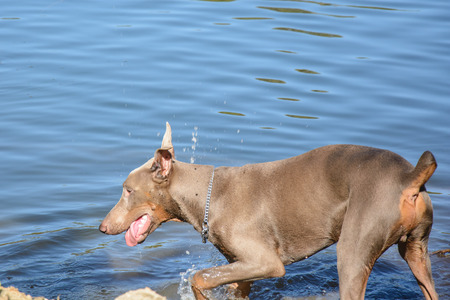 Beautiful and strong blue doberman has fun in the river waterの写真素材
