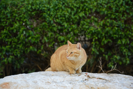 Red Street cat eats food on the rock in the parkの写真素材