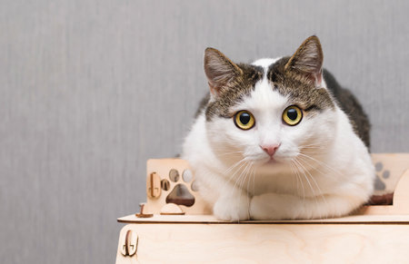 cat vigilantly looking at the cameraの写真素材