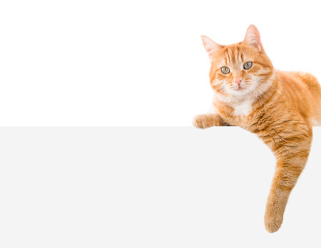 one ginger cat lies on the banner. isolated on white backgroundの写真素材