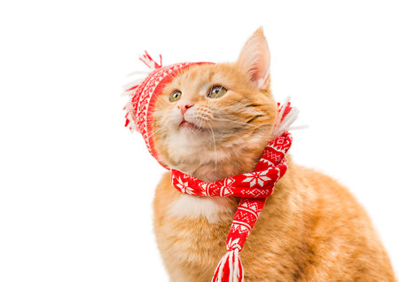 ginger cat in winter hat and scarf on isolated white backgroundの写真素材