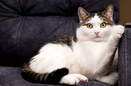 adult cat is lying on the couchの写真素材