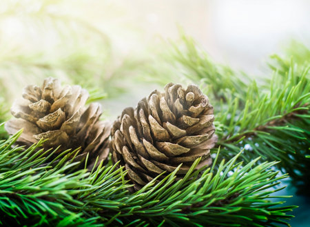 two pine cones on a coniferous treeの写真素材