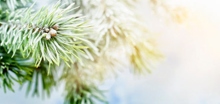 snow-covered pine branches close-up in the sunの写真素材