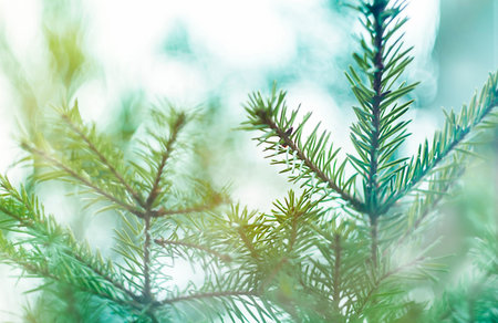 spruce branches in the forest