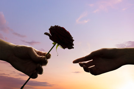 male hand gives a rose to female hand. silhouettes against the sunsetの写真素材