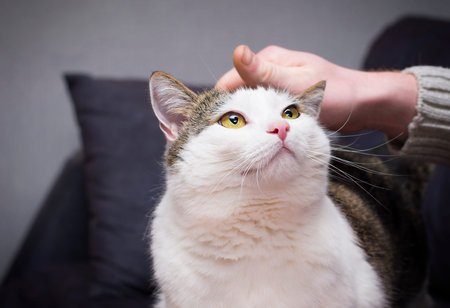 male hand stroking a cute cat