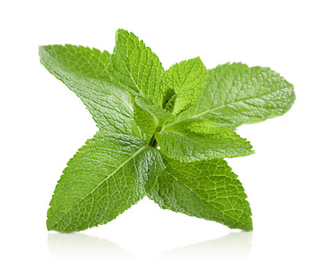 one fresh sprig of mint on white isolated background