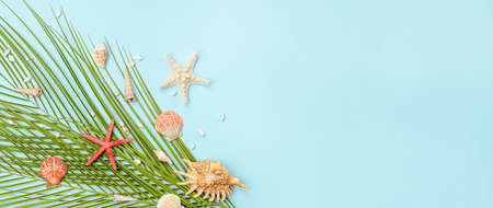 palm leaf and many seashells on light blue backgroundの写真素材