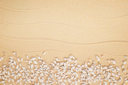 many small seashells and sand. summer background