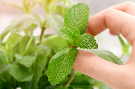 picking fresh mint leaves close-upの写真素材