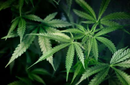 cannabis leaves close-up. natural backgroundの写真素材