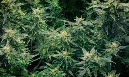 many cannabis plants. natural background