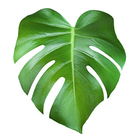 one monstera leaf on isolated white background