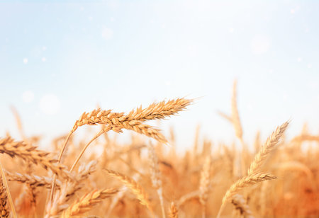 beautiful landscape spikelets of wheat close upの写真素材